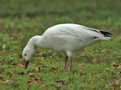 Snow Goose, Cape May County Park