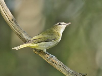 Red-eyed Vireo, Cape May Point State Park