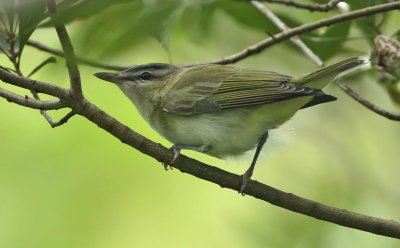 Red-eyed Vireo, Cape May Point State Park