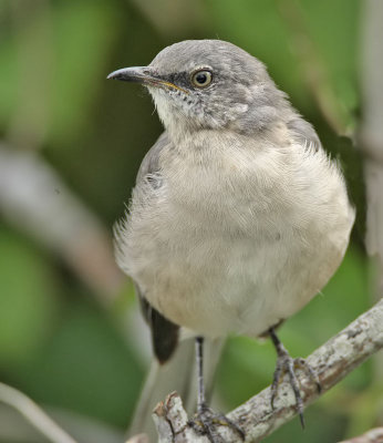 Northern Mockingbird, Cape May Point State Park