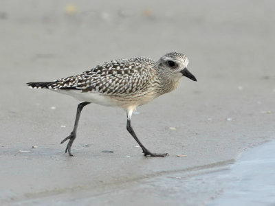 Grey Plover (1st w), Stone Harbour, New Jersey