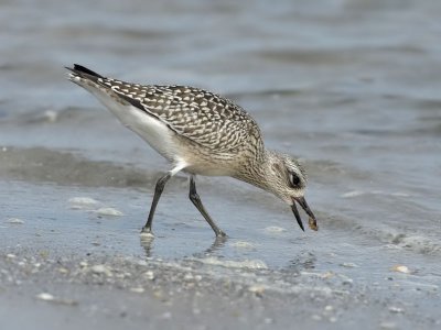 Grey Plover (1st w), Stone Harbour, New Jersey