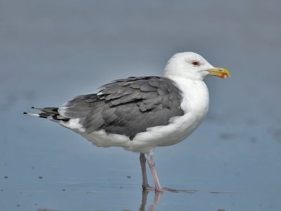 Great Black-backed Gull, Stone Harbour, Nrw Jersey