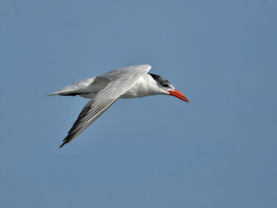 Caspian Tern, Stone Harbour, Nrw Jersey