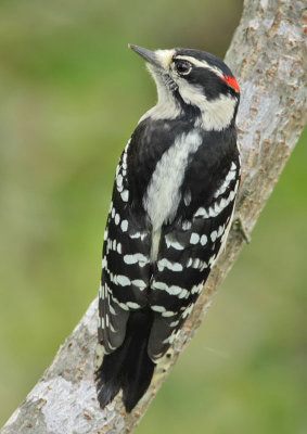 Downy Woodpecker (male), Cape May Point State Park