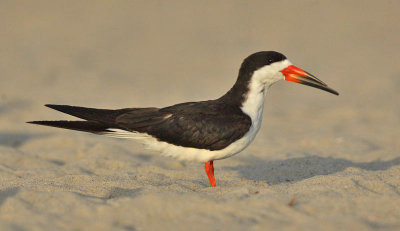 Black Skimmer, Cape May beach, New Jersey