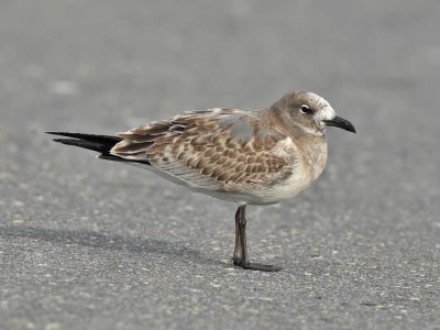 Laughing Gull (1st w), Hawk Watch carpark