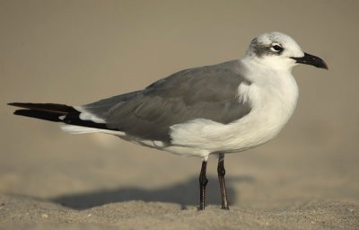 Laughing Gull (adult winter) Cape May beach