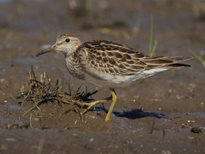 Pectoral Sandpiper (1st w),  Bayshore Road, Cape May