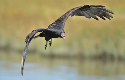 Turkey Vulture, Brigantine, New Jersey