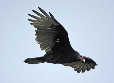 Turkey Vulture, Brigantine, New Jersey