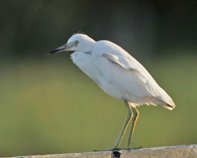 Little Blue Heron (1st w), Cape May Point State Park