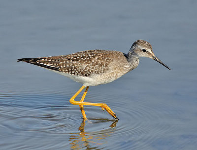 Lesser Yellowlegs, Higbee WMA