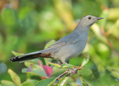 Grey Catbird, Cape May Point State Park