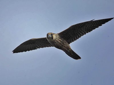 Peregrine Falcon (1st w), Cape May Point SP