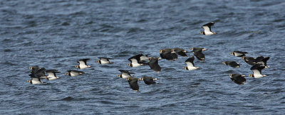 Lapwing