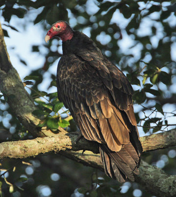 Turkey Vulture, Higbee WMA