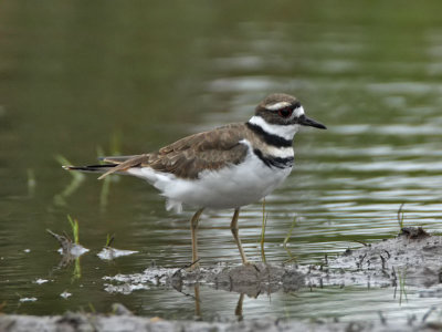 Kildeer, Bayshore Road, Cape May