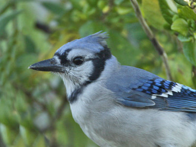 Blue Jay (adult), Cape May Point State Park