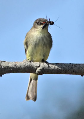 Eastern Phoebe, Villas WMA