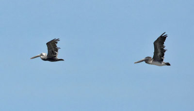 Brown Pelicans, Stone Harbour, New Jersey