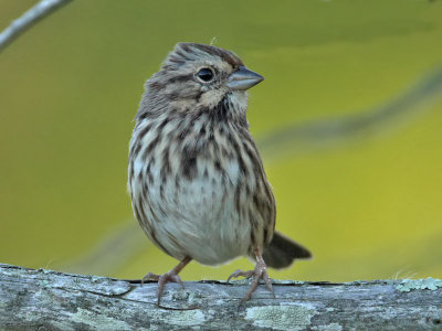 Song Sparrow, Cape May Point State Park