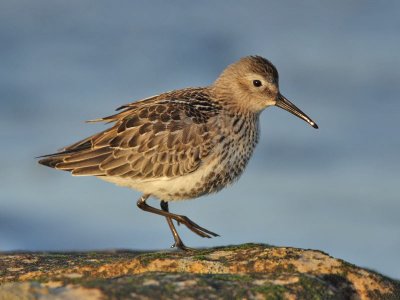 Dunlin