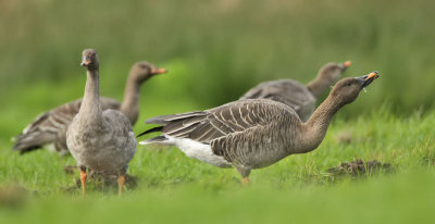 Taiga Bean Goose (1st w left adult right)