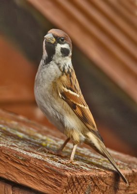 Tree Sparrow (male)