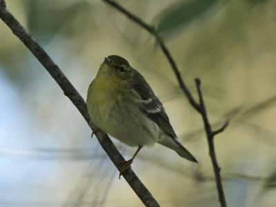 Blackpoll Warbler, Cape May Point State Park