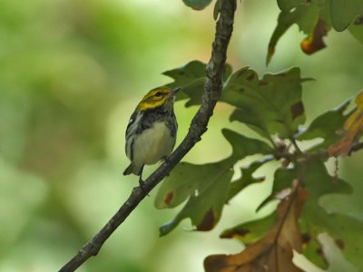 Black-throated Green Warbler, Cape May Point State Park