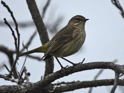 Cape May Warbler, Cape May Point State Park