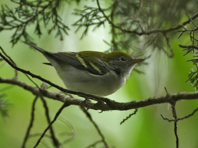 Chestnut-sided Warbler, Cape May Point State Park