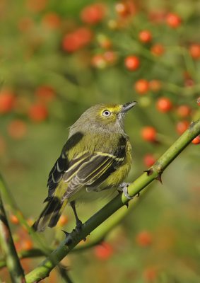 White-eyed Vireo, Cape May Point State Park