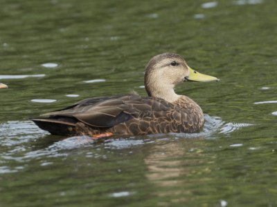 American Black Duck, Cape May Country Park