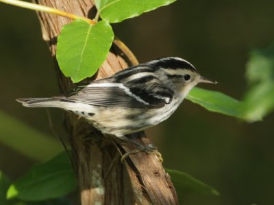 Black and White Warbler