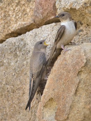 Crag Martin (adult and juvenile)