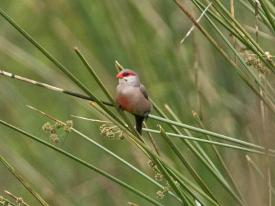 Common Waxbill