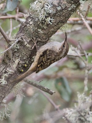 Short-toed Treecreeper