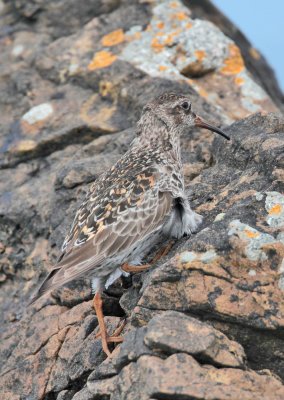 Purple Sandpiper