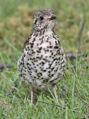 Mistle Thrush (juvenile)