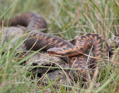 Adder