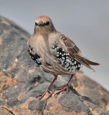 Starling (juvenile)