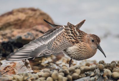 Dunlin (juvenile)