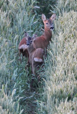 Roe doe and fawn