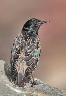 Starling