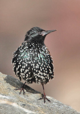 Starling