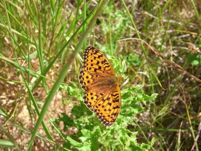 Dark Green Fritillary