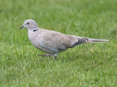 Collared Dove