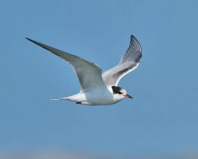 Common Tern (juvenile)